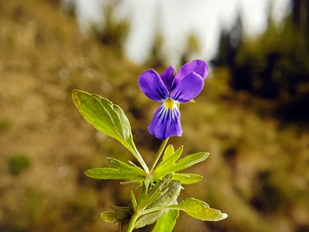 Erlesene Natur - das Westfälische Galmeiveilchen Seltene Nahaufnahme eines blühenden, lila Westfälischen Galmeiveilchens im natürlichen Habitat.