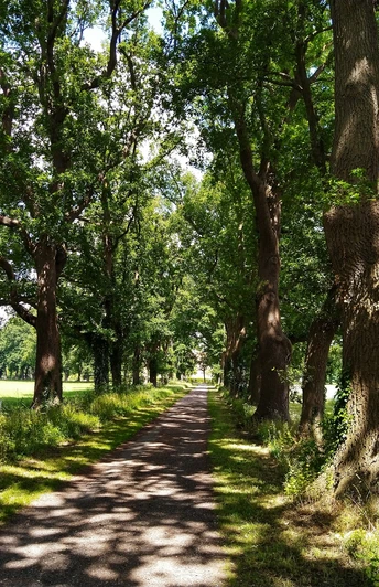 Radrundweg R19 Baumallee