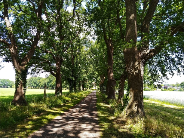 Radrundweg R 19 Herzebrock-Clarholz Radrundweg R19 Baumallee