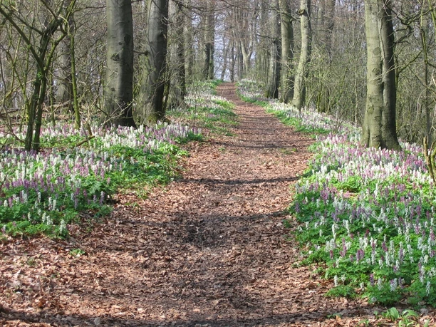 Wanderweg mit Lerchensporn bei Dissen Ein naturbelassener Waldweg, flankiert von blühendem Lerchensporn, schlängelt sich durch dicht stehende Bäume.