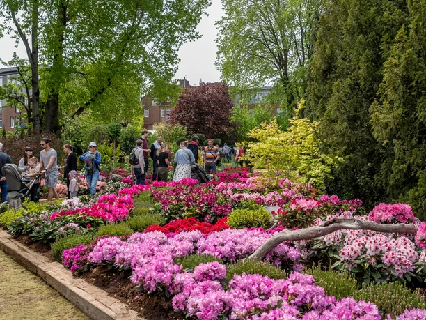 RHODO_Westerstede.jpg