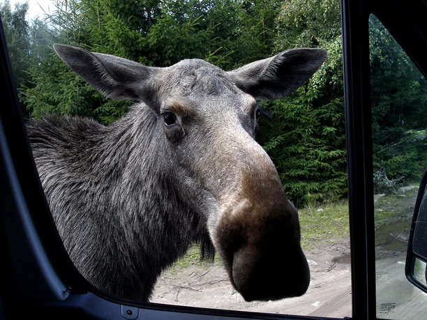 Elch im Wald am Autofenster