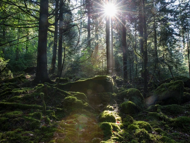 Schatten und Licht im Plenterwald Schatten und Licht im Plenterwald