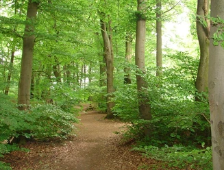 Naturnahe Wegeführung der Variante via Bethelauen Ein dicht bewachsener Wald mit schmalem, von Laub bedecktem Pfad, von hohen Bäumen umgeben.