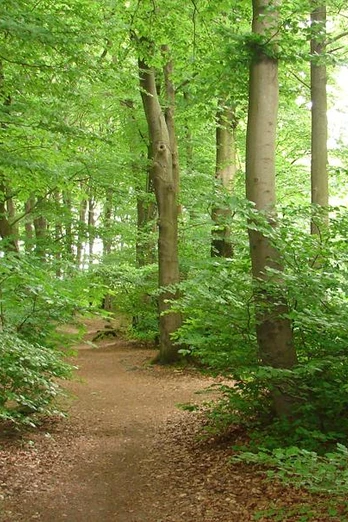 Naturnahe Wegeführung der Variante via Bethelauen Ein dicht bewachsener Wald mit schmalem, von Laub bedecktem Pfad, von hohen Bäumen umgeben.
