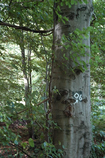 Baumbestand Ein markierter Baumstamm in einem dichten Wald, umgeben von grünen Blättern und Zweigen.