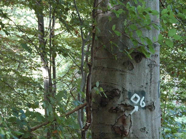 Baumbestand Ein markierter Baumstamm in einem dichten Wald, umgeben von grünen Blättern und Zweigen.