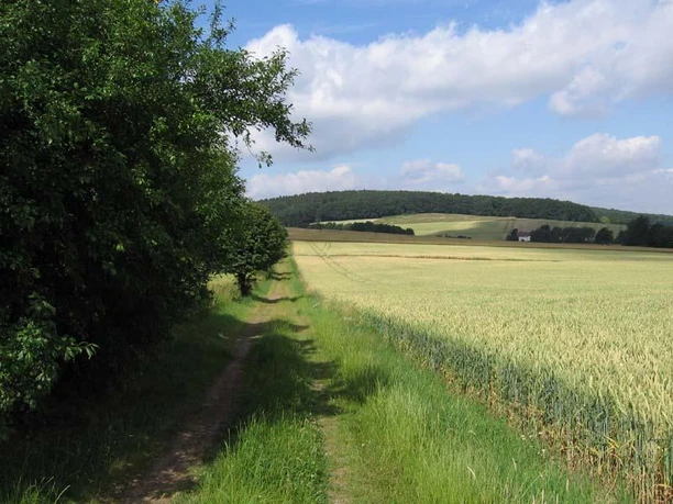 Wanderweg Limberg 2 Breiter Feldweg mit Wiesen und Getreidefeldern, umgeben von sanften Hügeln und bewölktem Himmel.