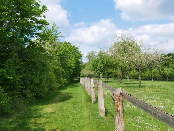 Streuobstwiese am Schmandberg Eine blühende Streuobstwiese mit Holzzaun, Bäumen in voller Blüte und einem grasbewachsenen Pfad.