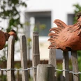 Zaundeko in Bellersen Terrakotta-Hühner auf Holzzaun in Bellersen, umgeben von grünen Pflanzen und unscharfem Hintergrund.