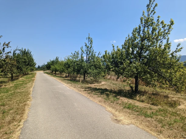 Obstbaumallee Waldhägenich Obstbaumallee Waldhägenich