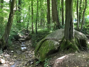 Großer Findling im schattigen Wald, von einem Baum umarmt, neben einem sanft fließenden Bach.