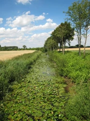 Schwarzer Graben Eine von Bäumen gesäumte Wiese mit einem Fluss voller Seerosen unter einem blauen Himmel.