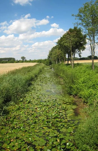 Schwarzer Graben Eine von Bäumen gesäumte Wiese mit einem Fluss voller Seerosen unter einem blauen Himmel.