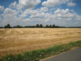 Getreidefeld Ein abgeerntetes Getreidefeld mit blauen Himmel und weißen Wolken am Rande eines schmalen Weges.