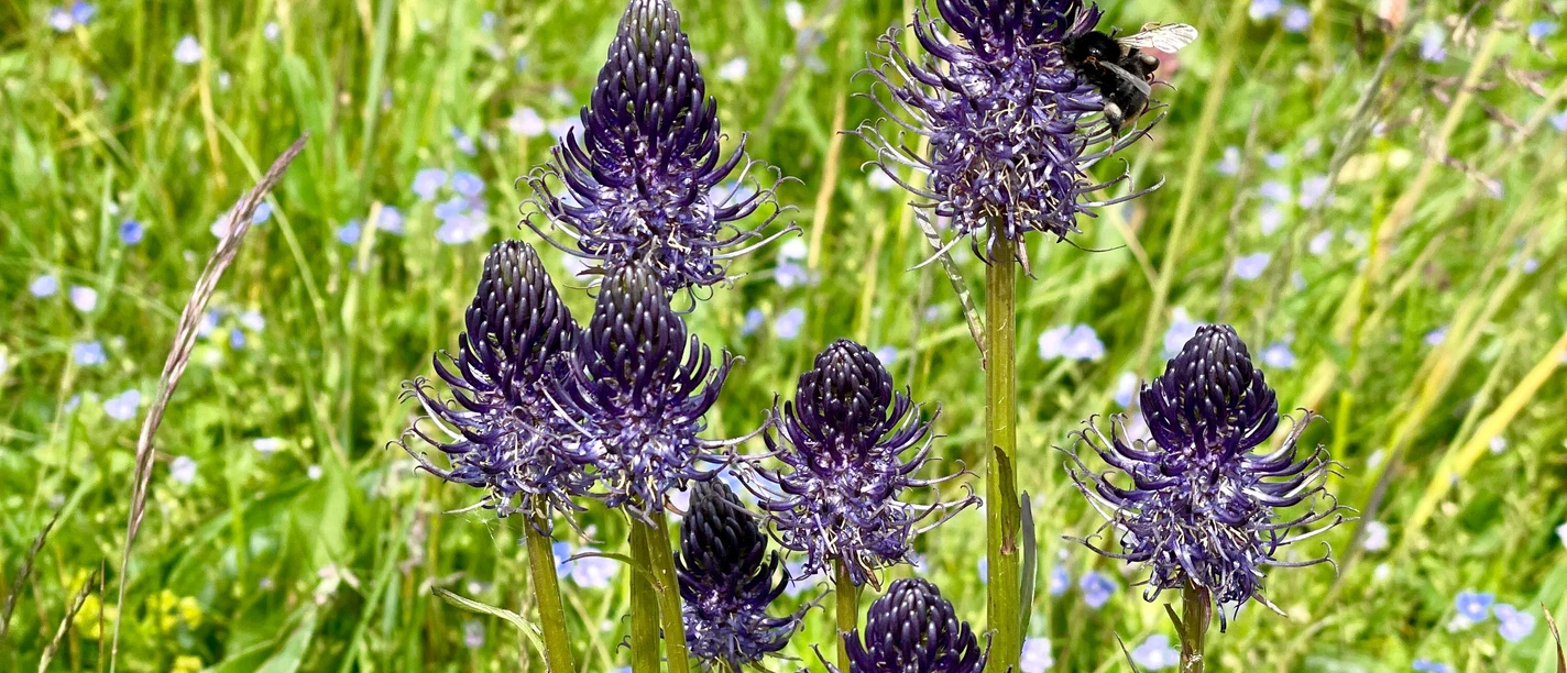 Blumenpracht auf Harzer Wiesen Blumenpracht auf Harzer Wiesen