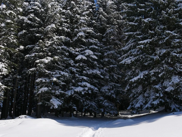 Abwechslungsreiche Winterlandschaften auf dem Schneeschuhtrail Abwechslungsreiche Winterlandschaften auf dem Schneeschuhtrail