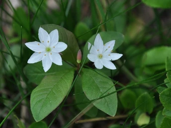 Zwei weiße Siebensternblüten mit je sieben Blütenblättern, eingerahmt von grünen Blättern und Gräsern.