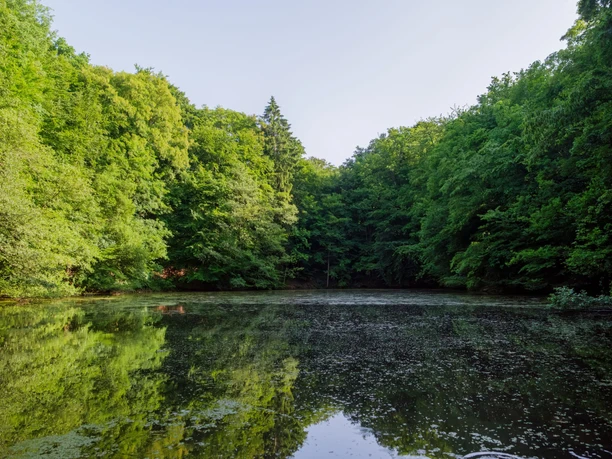 Waldsee Höllchen