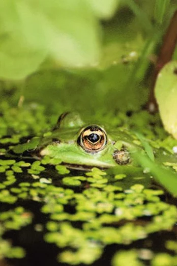 Frosch im Tümpel am Wanderweg Hasenpatt Ein grüner Frosch blickt aus einem mit Wasserlinsen bedeckten Tümpel hervor, umgeben von Blättern.