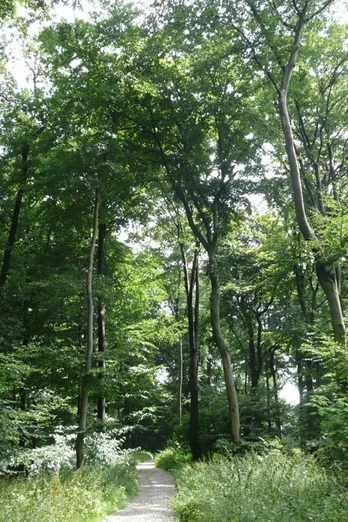 Wege durch Buchenwald auf Kalkgestein Ein schmaler Weg schlängelt sich durch einen dichten, lichten Buchenwald auf Kalkgestein.