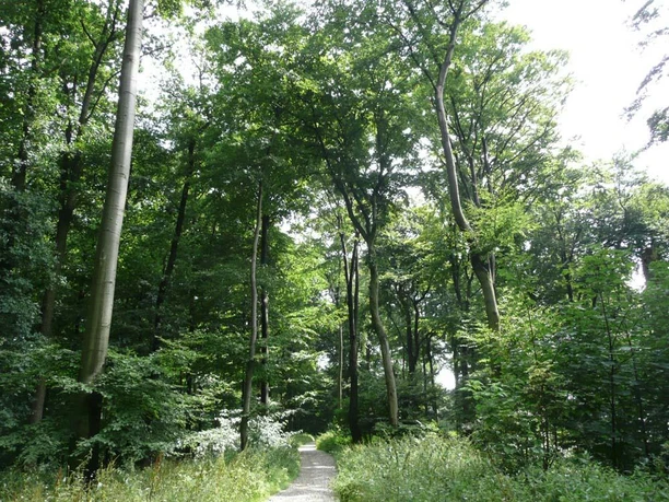 Wege durch Buchenwald auf Kalkgestein Ein schmaler Weg schlängelt sich durch einen dichten, lichten Buchenwald auf Kalkgestein.
