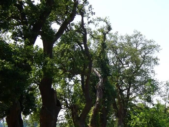 Die Fürstenallee in Oesterholz-H. wird derzeit nach historischem Vorbild restauriert Eine Reihe alter Eichen säumt die historische Fürstenallee, die sorgfältig restauriert wird.