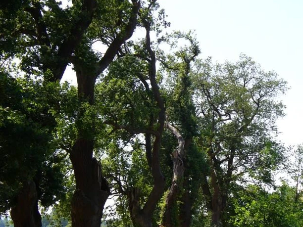 Die Fürstenallee in Oesterholz-H. wird derzeit nach historischem Vorbild restauriert Eine Reihe alter Eichen säumt die historische Fürstenallee, die sorgfältig restauriert wird.
