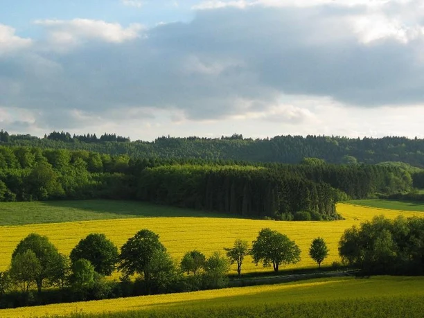 Währentrup Rapsblüte Rapsfelder erstrahlen in sattem Gelb, eingerahmt von grünen Wäldern und offenen Wiesen unter blauem Himmel.