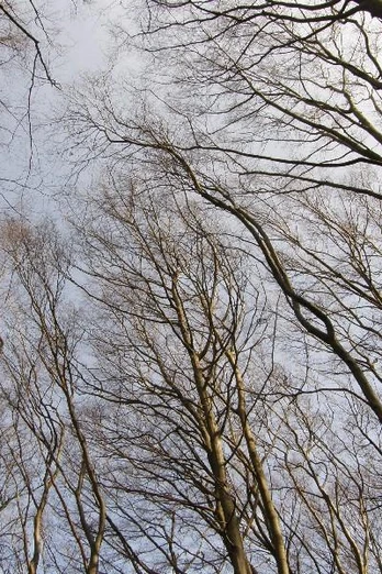 Blick von unten auf hoch aufragende Buchenäste im Herbst, Blätter sind größtenteils abgefallen.