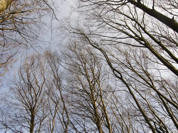 Buchenkronen im Herbst Blick von unten auf hoch aufragende Buchenäste im Herbst, Blätter sind größtenteils abgefallen.