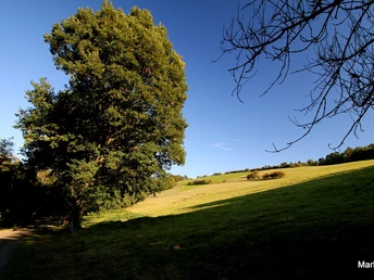 Weserhoehen_im_Springbachtal Weite Wiesen im Springbachtal mit strahlend blauem Himmel, eingerahmt von grünen Bäumen und sanften Hügeln.