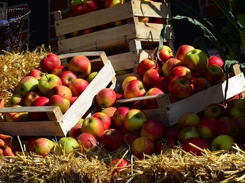 Äpfel aus der Region Frische, rote und grüne Äpfel in Holzkisten auf Stroh arrangiert; symbolisieren regionale Ernte.