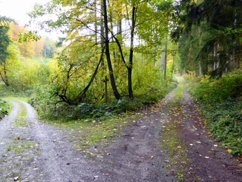 links vom Bierenberg rechts zum Wildberg Zwei Waldwege, umgeben von herbstlich bunten Bäumen, zweigen voneinander in einem ruhigen Waldgebiet ab.