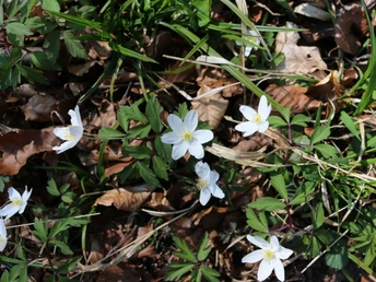 Natur auf der Wildburg Weiße Anemonen blühen zwischen grünem Blattwerk und braunem Laub auf einem Waldboden.