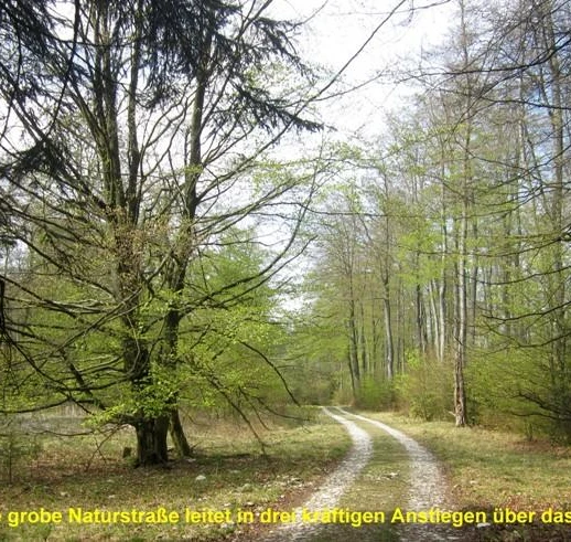 Ein schmaler Wanderweg schlängelt sich durch einen dichten, grünen Buchenwald bei klarem Himmel.