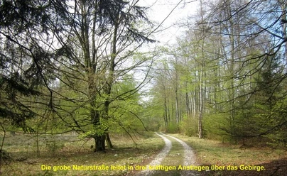Passweg durch den Buchenhochwald Ein schmaler Wanderweg schlängelt sich durch einen dichten, grünen Buchenwald bei klarem Himmel.