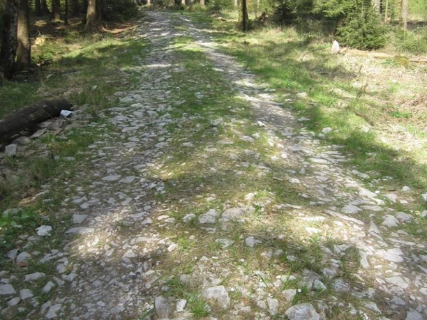 Alter Postweg, historische Wegeverbindung quer über die Hügelketten des Teutoburger Waldes Steinweg schlängelt sich durch dichten Wald im Teutoburger Wald, von Sonne sanft beleuchtet.