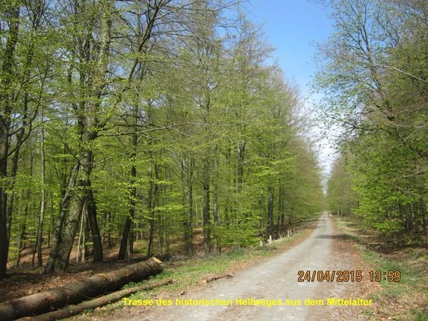 Historischer Hellweg Baumgesäumter Weg mit jungem Frühlingslaub, durch einen Wald, ein Abschnitt des mittelalterlichen Hellwegs.