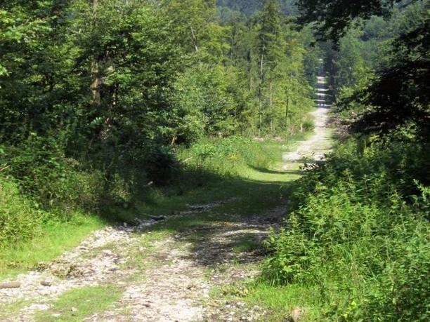 Wilde Abfahrt am Osthang Steiler, steiniger Mountainbike-Trail führt durch dichten Wald mit Fernblick auf Hügelkette.