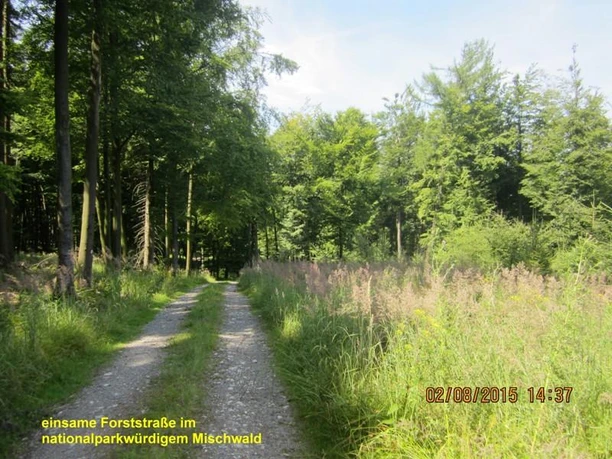 Aussichtsreiche Forststraßen am Barnacken Sonnenlicht durchflutet eine ruhige Forststraße, umgeben von dichtem, grünen Laubwald.