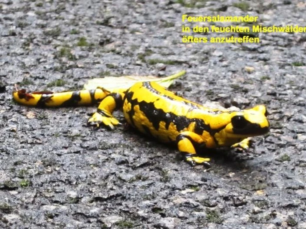 Feuersalamander nach einem Regenschauer Ein leuchtend gelber Feuersalamander sitzt nach einem Regenschauer auf einem nassen, steinigen Untergrund.