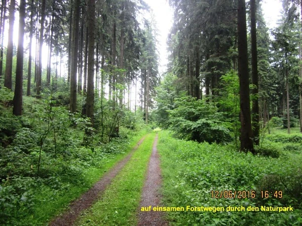 Naturweg im Zangenbachtal Waldweg im Zangenbachtal, umgeben von hohen Bäumen und dichtem Grün, führt durch den Naturpark.