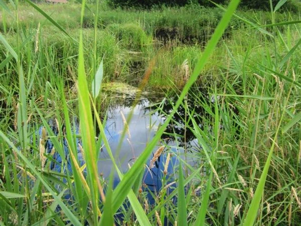 Moorstich "Stinkebrink", natürliches Hochmoor mit heilender Wirkung Natürlicher Moorstich mit grünem Schilf, Wasserfläche reflektiert den Himmel, umgeben von Bäumen.