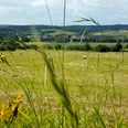 Gelb blühende Wildblumen im Vordergrund einer weiten Wiesenlandschaft mit fernem Dorf und bewaldeten Hügeln.