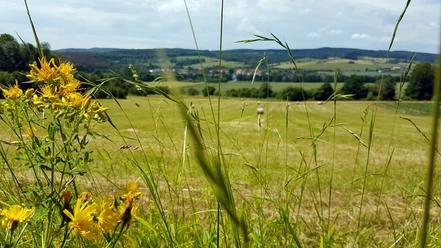 Blick auf Reelsen Gelb blühende Wildblumen im Vordergrund einer weiten Wiesenlandschaft mit fernem Dorf und bewaldeten Hügeln.