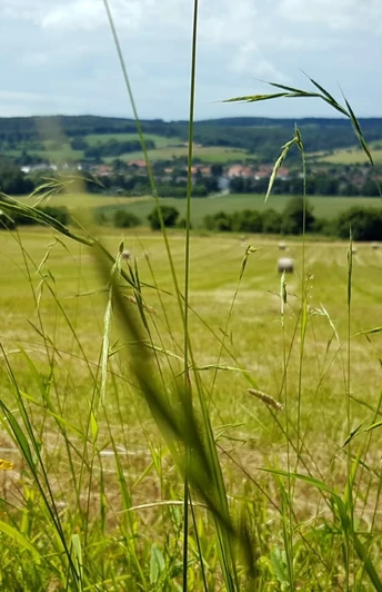 Blick auf Reelsen Gelb blühende Wildblumen im Vordergrund einer weiten Wiesenlandschaft mit fernem Dorf und bewaldeten Hügeln.