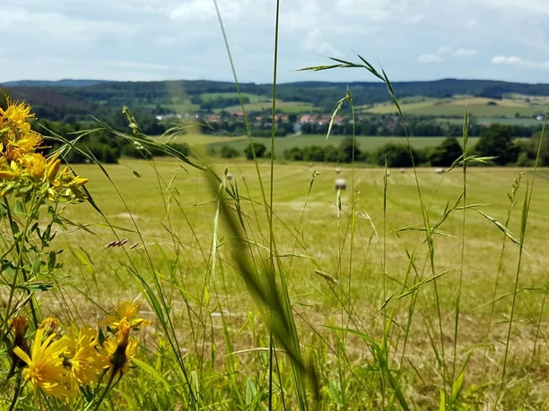 Blick auf Reelsen Gelb blĂĽhende Wildblumen im Vordergrund einer weiten Wiesenlandschaft mit fernem Dorf und bewaldeten HĂĽgeln.