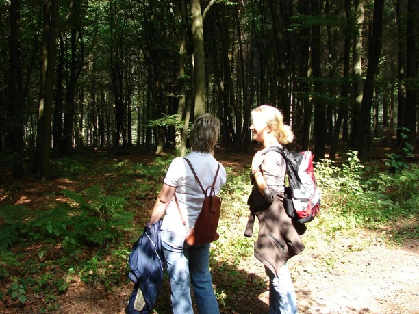 Zwei Frauen wandern bei Sonnenschein durch einen lichtdurchfluteten, dichten Wald.