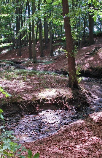 Ein ruhiger, von Bäumen umgebener Bach schlängelt sich durch einen schattigen Laubwald.